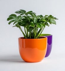 Obraz premium Various green houseplants in pots are shown against a white background