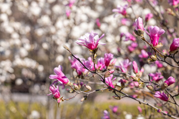 Pink magnolia flowers blooming on tree branch in springtime