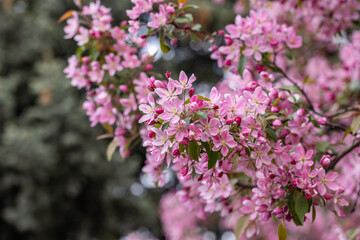 Blooming pink flowers creating stunning spring scenery on a tree branch