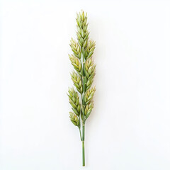 Fototapeta premium Isolated image showcasing a vibrant green stalk of grass against a stark white background studio shot