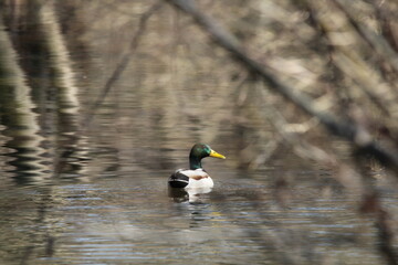 Mallard (Anas platyrhynchos), wild duck male and female swimming in the clear river water in Czech republic. Mallard couple 
