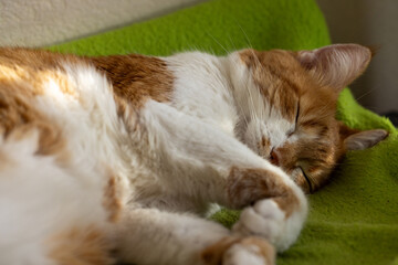 Ginger and white cat sleeping peacefully on green blanket