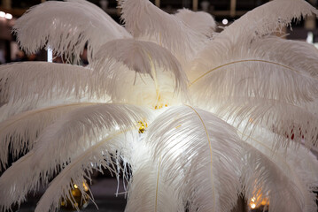 White ostrich feathers, illuminated from below in a decorative composition