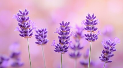 Obraz premium Lavender flowers bloom under soft light in a tranquil garden setting