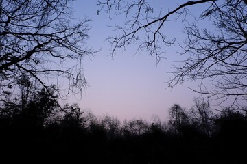 Serene Twilight View with Silhouetted Branches Against a Gradient Sky