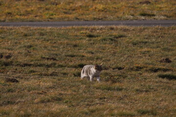 Fototapeta premium Beautiful cute brown domestic cat on a green grass. Cat walking in the middle of a grass. Beautiful cat background 