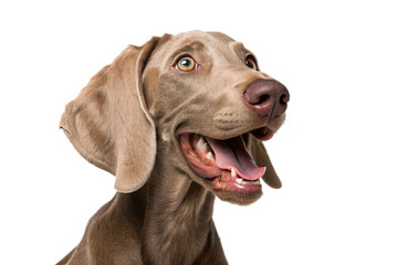 Brown weimaraner young dog is posing. Cute, happy crazy dog headshot smiling isolated on transparent background-generated by ai