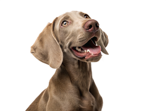 Brown weimaraner young dog is posing. Cute, happy crazy dog headshot smiling isolated on transparent background-generated by ai