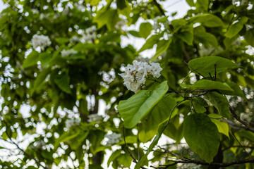Beautiful catalpa blossom. White catalpa flowers and green leaves. Beautiful background. Catalpa flowers and leaves sway in the wind.
