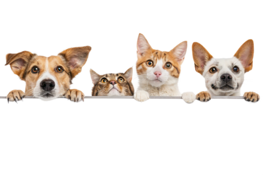 Dogs and Cats Peeking Over Web Banner Extracted isolated on transparent background-generated by ai