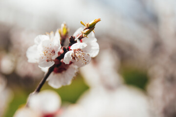 Macro photography of a flowering apricot branch in sunlight, background softly blurred