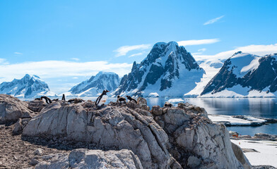 Penguin Colony on Rocks at Petermann Island, Antarctica © Nancy Pauwels