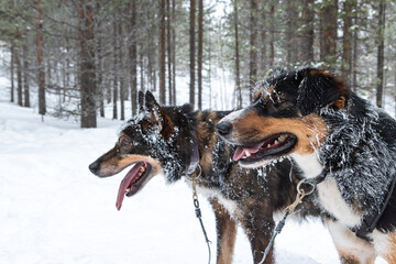 Side View of Sled Dogs with Frost in Fur and Tongue Sticking Out of Mouth, After a Dog Sled Ride in the Forests of Lapland, Finland. Selective Focus.