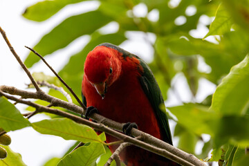 Handsome male King Parrot, visits our garden this morning and feasts on bountiful Magnolia fruits