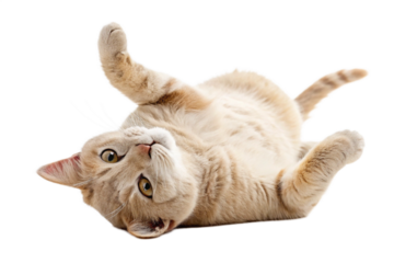 A beige cat lies on its back, playing and rolling around, with an isolated transparent background - generated by ai