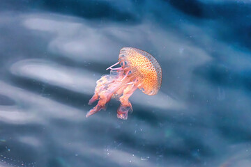 Beautiful jellyfish on the Spanish Costa Brava beach, in the Mediterranean Sea.