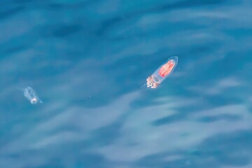 Beautiful jellyfish on the Spanish Costa Brava beach, in the Mediterranean Sea.