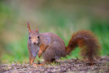 Eichhörnchen, Sciurus vulgaris, squirrel