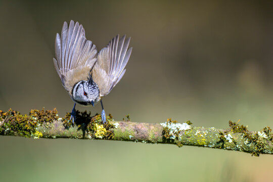 haubenmeise parus cristatus