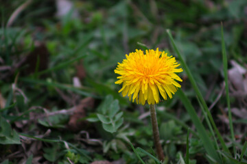 Dandelion!