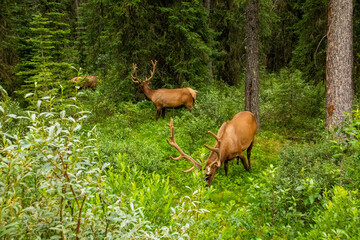 Canadian deers - Jasper National Park