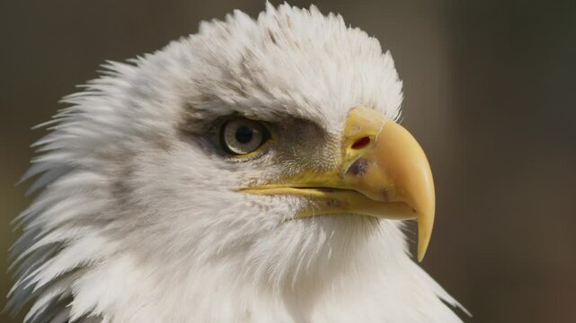 Close-up of a majestic bald eagle with a sharp beak and intense gaze, showcasing its white head and yellow beak against a blurred background.