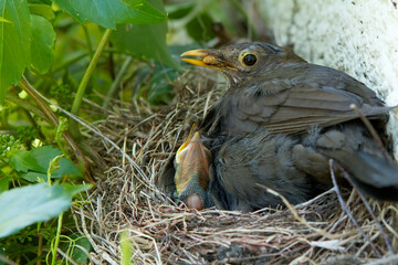 Merle femelle nourrissant sa nichée avec des vers et des larves. Contrairement au mâle, la...