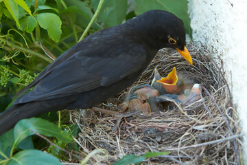 Merle noir mâle nourrissant sa nichée. Le mâle se distingue de la femelle par son plumage noir foncé.