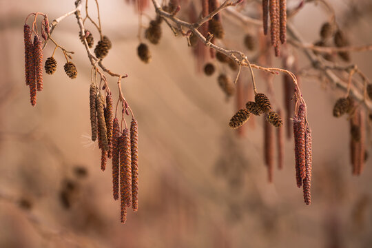 ripe catkins and cones on winter alder branches, closeup