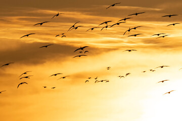 Sandhill cranes migration; Crane Trust; Nebraska