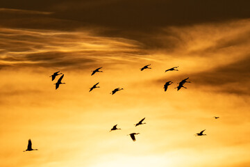 Sandhill cranes migration; Crane Trust; Nebraska