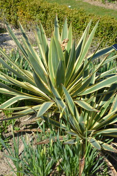 Yucca gloriosa variegata