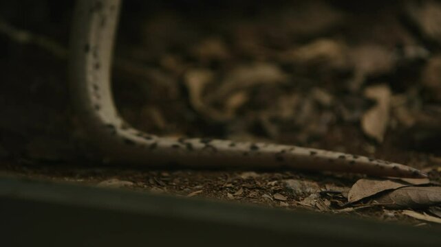 A close-up view of a snake's tail resting on a bed of leaves and soil, showcasing its unique patterns and textures.