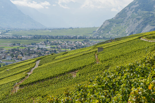 Rheintal, Weinbaugebiet, Conthey, Bourg, Wallis, Schweiz