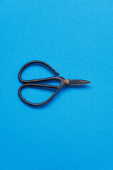 Traditional style black steel bonsai garden shears scissors isolated on a blue background.