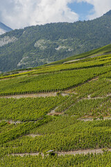 Fototapeta premium Rheintal, Weinbaugebiet, Conthey, Bourg, Wallis, Schweiz