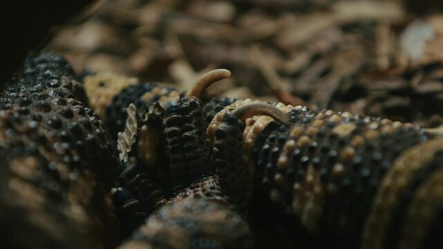 Close-up of a Gila monster's textured skin, showcasing its distinctive scales and patterns.
