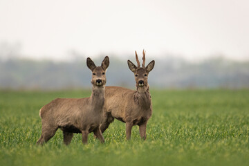 Beautiful roe deer with big horns in the field