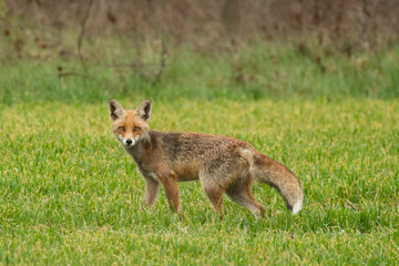 Fototapeta premium Fox in the grass