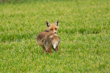 Fox in the grass