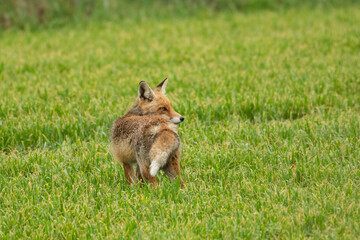 Fox in the grass