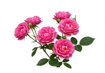 Fototapeta premium A bunch of pink roses with green leaves and buds isolated on a plain white background in full bloom