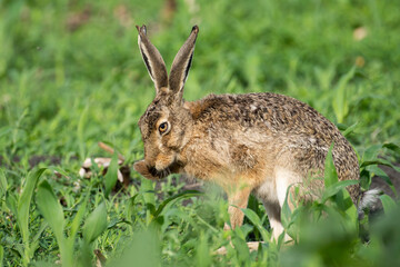 Fototapeta premium Wild rabbit in the field