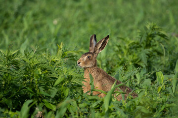 Wild rabbit in the field