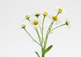 Obraz premium A close up shot of a bunch of daisies with white petals and yellow centers on a white background