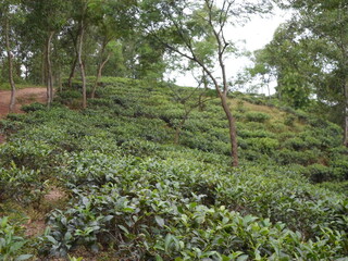 green tea plantation