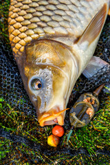 Carpfishing session at the Lake.Top view of a freshly caught carp fish inside a net.Professional...