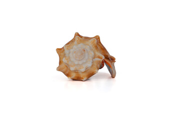 Glossy Spiral Shell with Star Shape
