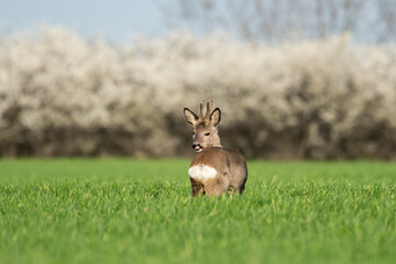 Roe deer in the green wheat