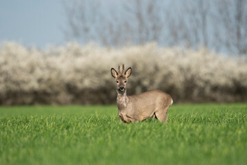 Roe deer in the green wheat